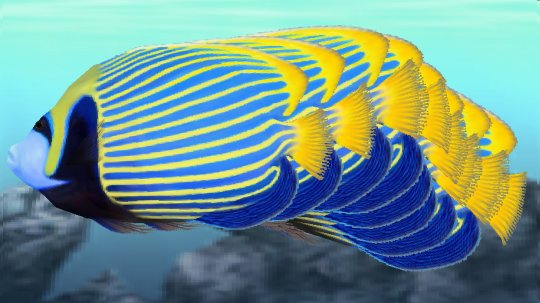 emperor angelfish